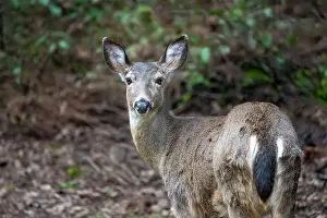 Herbivorous Prints: Issaquah, Washington, USA. Rear view of a Black-tailed Deer doe standing in a yard next to a forest
