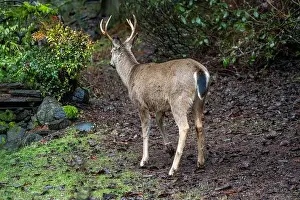 Herbivorous Prints: Issaquah, Washington, USA. Rear view of a male Black-tailed Deer standing in a yard next to a forest