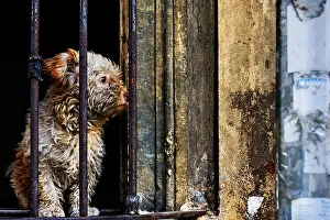 Caged Prints: In an Istanbul back street a small dog looks out from the barred glassless window of a derelict house