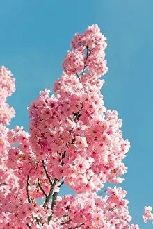 Sakura Prints: Istanbul, Turkey.A cherry blossom is the flower of any of several trees of genus Prunus