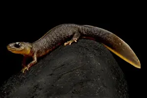 Italian crested newt (Triturus carnifex)