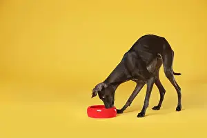 Doggie Prints: Italian Greyhound dog eating from bowl on yellow background. Space for text