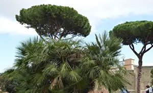 Bush Prints: Italian pine and palm trees grow on Via dei Fori Imperiali - tourist street of Rome