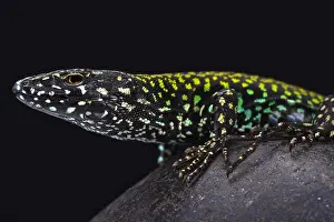Podarcis Prints: Italian wall lizard (Podarcis muralis nigriventris)