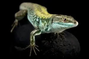 Invasive Prints: Italian wall lizard (Podarcis siculus siculus) male