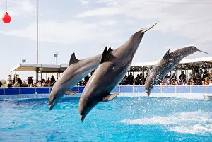 Entertain Prints: italy, emilia romagna, the rimini delfinarium