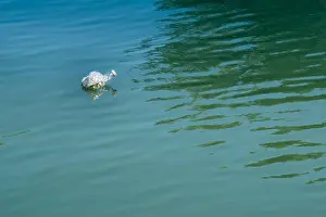 Polluted Prints: Italy, Lombardy, Province of Cremona, Water Pollution