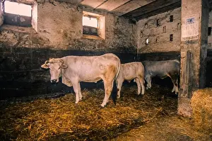 Cows Prints: Italy Marche Colonic house -cows in the stable