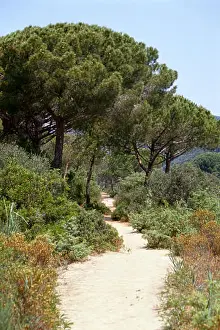 Winding Prints: Italy, Tuscany, sandy footpath winding through trees and shrubs