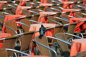 Pigeon Prints: Italy, Venice, chairs on Piazza San Marco