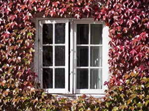 Curtains Prints: Ivy covered house in Autumn, Broad Street Oxford 3