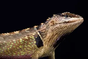 Spikes Prints: The Ivy Whorltail Iguana (Stenocercus ivitus) is endemic to Peru