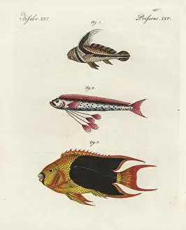 Kinder Prints: Jack-knifefish, Equetus lanceolatus 1