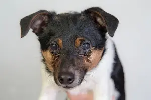 Terrier Prints: Jack Russel after eye operation