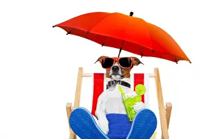 Lazy Prints: jack russell dog with caipirinha cocktail on a beach chair with sunglasses under umbrella