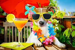 Siesta Prints: jack russell dog relaxing on balcony with sunglasses in summer or spring vacation holidays with a cocktail drink
