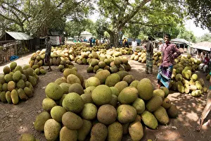Occupations Prints: A jackfruit market at Belabo. Jackfruit is the national fruit of Bangladesh