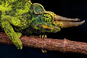 Jackson Chameleon / Trioceros jacksonii xantholophus