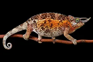 Jackson's chameleon (Trioceros jacksonii jacksonii) female