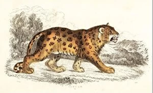 Natural History Collection: Jaguar, Panthera onca (Felis onca). Handcoloured steel engraving by Joseph Kidd after an