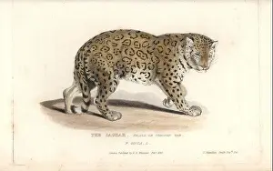 Nature Study Prints: Jaguar, Panthera onca (Felis onca)