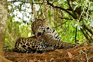 Licking Prints: Jaguar (Panthera onca) licking a flesh wound after a fight with another jaguar in the Pantanal wetlands in Brazil