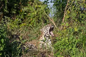 Yawn Prints: Jaguar, Panthera onca, yawns while resting on a riverbank in the Northern Pantanal region of Brazil