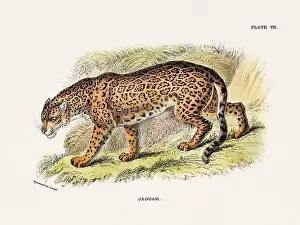 Serval Prints: Jaguar. Vintage illustration of a wild cat from a 19th-century natural history book detailing feline species