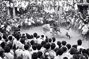 Villager Prints: Jallikattu bull taming during Pongal festival at Alanganallur near Madurai Tamil Nadu India Indian festivals