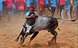 Jallikattu or Taming the bull ( Indian bull fight ) is held in the villages of Tamil Nadu