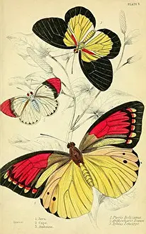 Arthropods Prints: James Duncan - Beautiful butterfly illustration from The Naturalist Library edited by Sir William Jardine -1858 - Plate