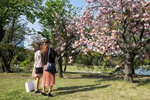 Cherry Trees Prints: Japan, Honshu Island, Tokyo: young women looking at blooming cherry trees at Hamarikyu Gardens