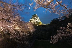 Images Dated 9th April 2017: Japan landscape at dusk. Osaka Castle during the spring cherry blossom season flower at night in
