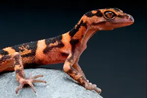 Japanese Cave Gecko / Goniurosaurus orientalis