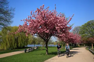 Cyclists Prints: Japanese cherry blossom at Aussenalster (outer Alster), Hamburg, Germany