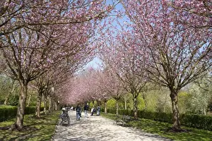 Botanical Garden Prints: Japanese flowering cherry (Prunus serrulata)