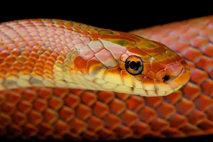 Rat Snake Prints: Japanese forest snake / Euprepiophis conspicillatus