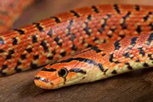 Colorful Snake Prints: Japanese forest snake / Euprepiophis conspicollatus