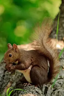 Sapporo Hokkaido Prints: Japanese Hokkaido Squirrel (Sciurus vulgaris Orientis) on Mt Maruyama