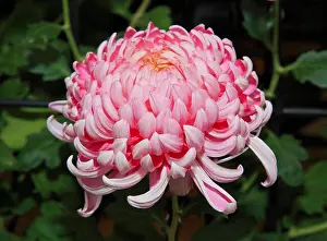 Chrysanthemum Prints: A Japanese Kiku flower show