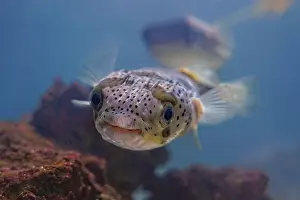 Tetraodontidae Prints: The Japanese porcupine fish, also known as Harisenbon
