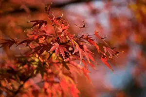 Fall Leaves Prints: Japanese Red Maple tree in Uji Japan
