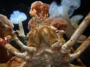Atlanta Prints: Japanese spider crab at the Georgia Aquarium