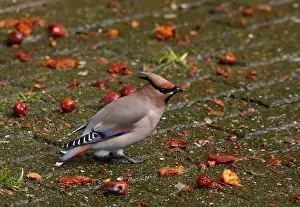 Wild Fauna Prints: Japanese waxwing (Bombycilla japonica), sitting on the ground, Netherlands