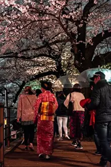 Lively Prints: Japanese woman with kimono under blossoming cherry foams at night