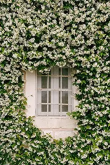 Jasmine Prints: Jasmine, during flowering, densely curls along the wall near the window with a metal lattice