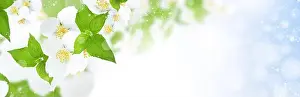 Perfume Prints: Jasmine flowers blooming on the bushes on a sunny day