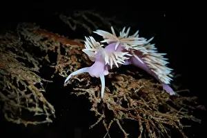 Wellington Prints: Jason's Nudibranch (Jason mirabilis) on bare branches of its hydroid prey Solanderia ericopsis