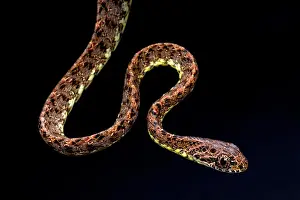 Jasper cat snake (Boiga jaspidea)