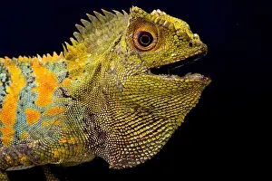 Agama Prints: Javan Humphead Lizard (Gonocephalus chamaeleontinus)